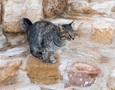 Bir taş çit oturan ve avlarına seyir siyah çizgili gri kedi