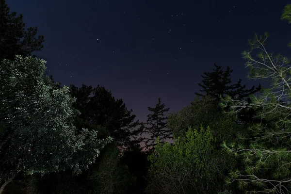 イスラエル北部の Hanita 村に近い月の光夜の森 — ストック写真