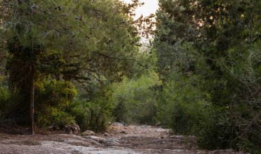 Kuzey İsrail'deki Hanita ormanından geçen patika, batan güneşin ışınlarında