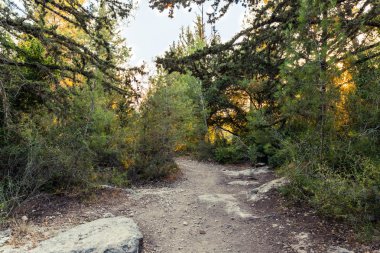 Kuzey İsrail'deki Hanita ormanından geçen patika, batan güneşin ışınlarında