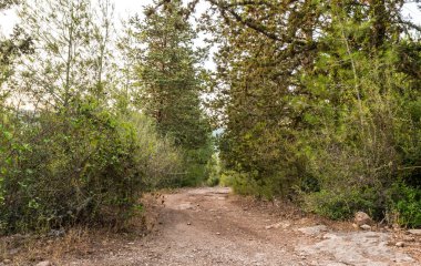 Kuzey İsrail'deki Hanita ormanından geçen patika, batan güneşin ışınlarında
