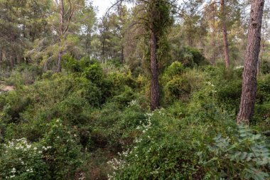 Kuzey İsrail'deki Hanita ormanında geçilmez çalılıklar, batan güneşin ışınlarında