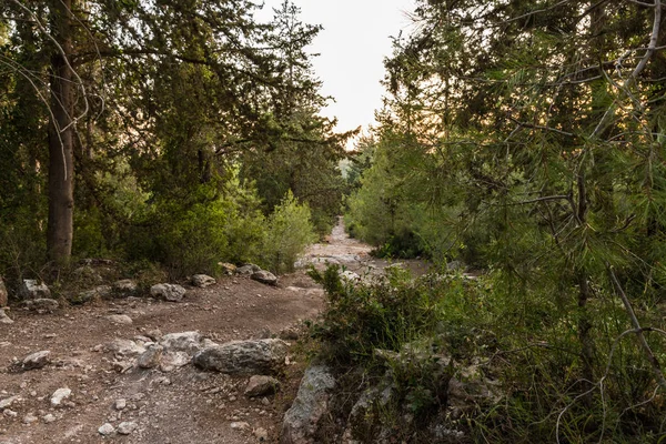 El sendero que conduce a través del bosque Hanita en el norte de Israel, en los rayos del sol poniente — Foto de Stock