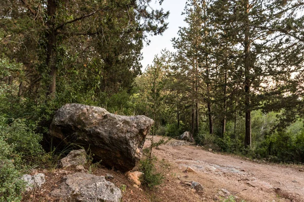 Una gran piedra se encuentra cerca del sendero que conduce a través del bosque Hanita en el norte de Israel, en los rayos del sol poniente — Foto de Stock