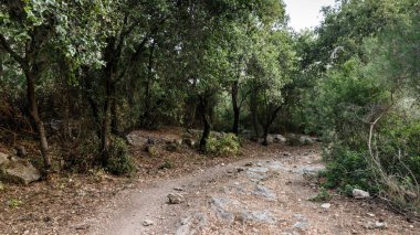 Kuzey İsrail'deki Hanita ormanından geçen patika, batan güneşin ışınlarında
