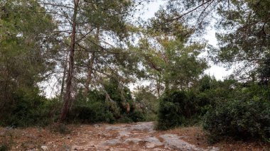 Kuzey İsrail'deki Hanita ormanından geçen patika, batan güneşin ışınlarında