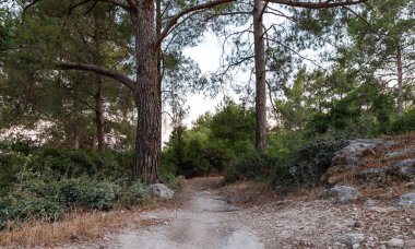 Kuzey İsrail'deki Hanita ormanından geçen patika, batan güneşin ışınlarında