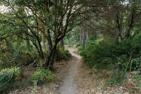 Le sentier menant à travers la forêt Hanita dans le nord d'Israël, dans les rayons du soleil couchant — Photo