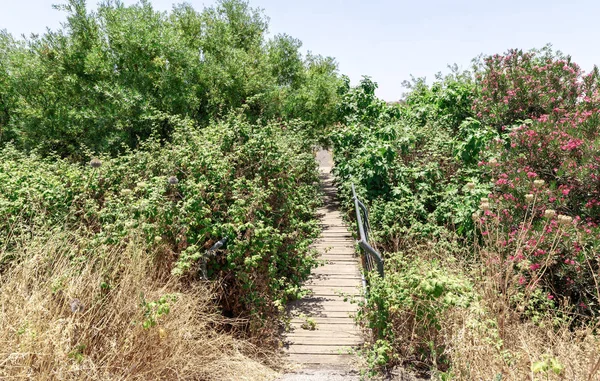 Sendero y puente sobre el río que conduce a través de los arbustos con flores a la cascada de Ayit en los Altos del Golán en Israel —  Fotos de Stock