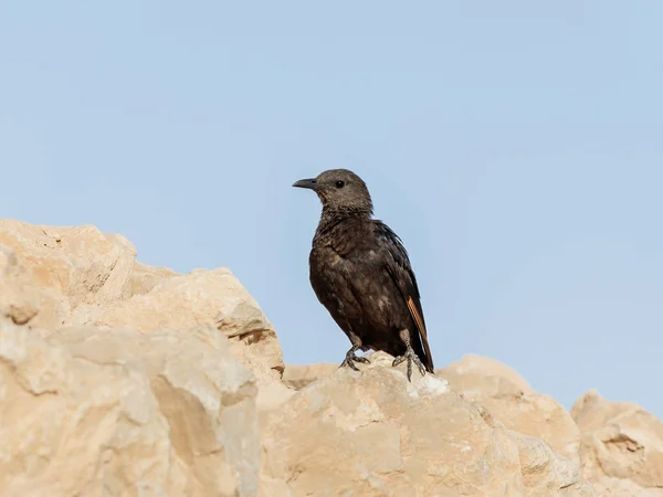 El macho de cola larga estornino Tristram se sienta en una piedra sobre las ruinas de la fortaleza Masada en el desierto de Judea en Israel y está buscando presas — Foto de Stock