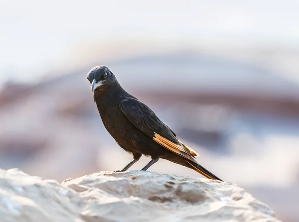 Tristram long-tailed starling sits on a stone on the ruins of the Masada fortress in the Judean desert in Israel and is looking for prey — Stock Photo, Image