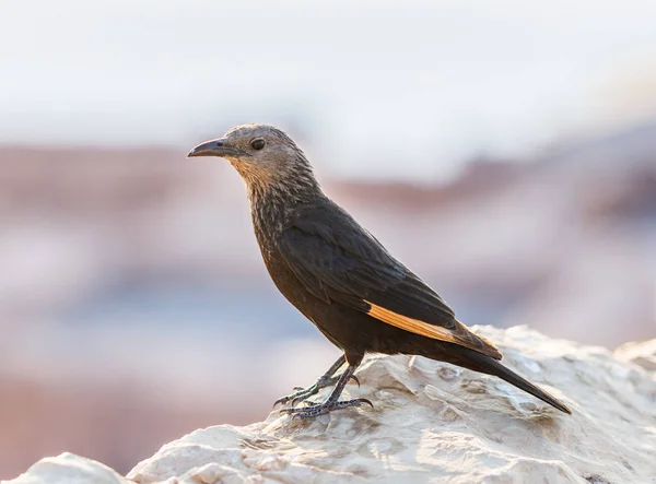 The female Tristram long-tailed starling sits on a stone on the ruins of the Masada fortress in the Judean desert in Israel and is looking for prey — Stock Photo, Image