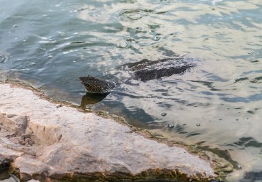 Nil yumuşak derili kaplumbağa - Trionyx triunguis - İsrail'de Kfar Vitkin yerleşim yakınlarındaki Alexander Nehri'nde yiyecek aramak için kıyıya yakın yüzer