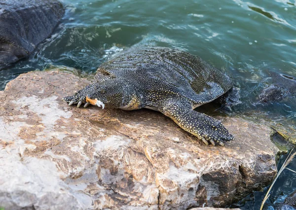 Nile soft-skinned turtle - Trionyx triunguis - Turtle climbed on a stone beach and eats in the Alexander River near Kfar Vitkin settlement in Israel — Stock Photo, Image