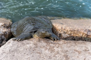 Nil yumuşak derili kaplumbağa - Trionyx triunguis - İsrail'de Kfar Vitkin yerleşim yakınlarındaki Alexander Nehri'nde yiyecek aramak için taş plajüzerine tırmanıyor