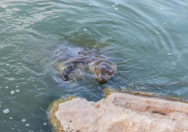 Nil yumuşak derili kaplumbağa - Trionyx triunguis - İsrail'de Kfar Vitkin yerleşim yakınlarındaki Alexander Nehri'nde yiyecek aramak için kıyıya yakın yüzer — Stok fotoğraf
