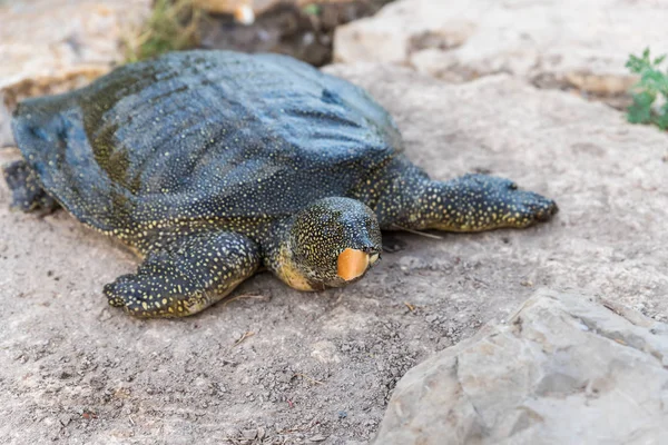 Nile soft-skinned turtle - Trionyx triunguis - Turtle climbed on a stone beach and eats in the Alexander River near Kfar Vitkin settlement in Israel — Stock Photo, Image