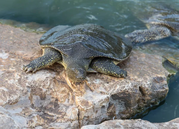 Nile soft-skinned turtle - Trionyx triunguis - climbs onto the stone beach in search of food in the Alexander River near Kfar Vitkin settlement in Israel — Stock Photo, Image