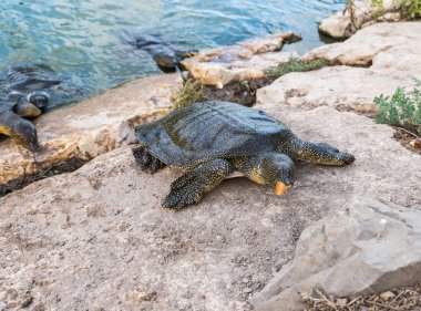 Nil yumuşak derili kaplumbağa - Trionyx triunguis - Kaplumbağa bir taş plaja tırmandı ve İsrail'de Kfar Vitkin yerleşim yakınlarındaki Alexander Nehri'nde yiyor