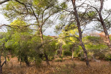 İsrail'de Nasıra yakınlarındaki Tapınak yakınlarındaki Tavor Dağı'nda kozalaklı orman