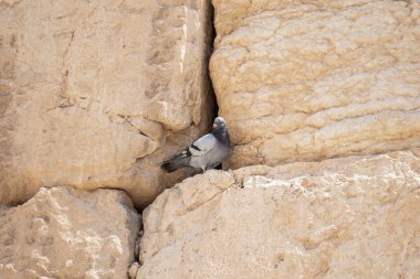 Mou Tapınağı'nın duvarının taşlarında vahşi bir güvercin var.