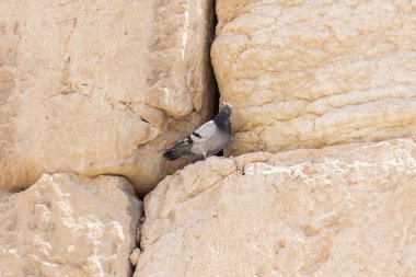 Vahşi bir güvercin Kudüs,İsrail'de Eski Şehir'de Dung Kapısı yakınlarındaki Mount Tapınağı'nın duvar taşlarında oturur