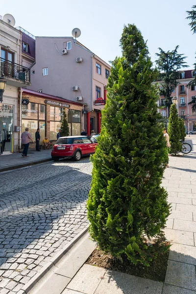 Thuja trees grow on the streets in the old town of Batumi city - the capital of Adjara in Georgia — Stock Photo, Image