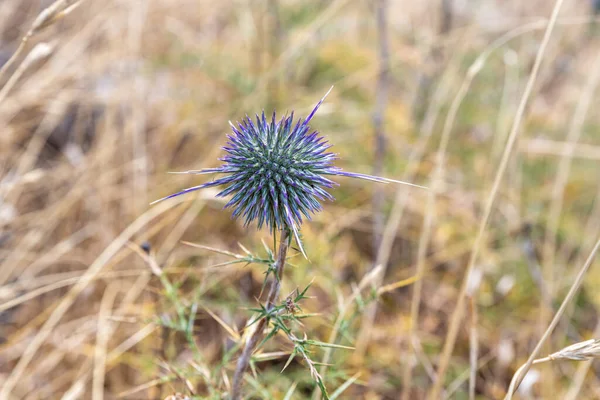 Ongebroken Ruggengraat Echinops Groeit Golan Hoogten Het Noorden Van Israël — Stockfoto