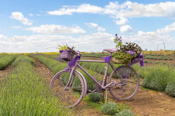 Kanaf Izrael Maja 2020 Fioletowy Kolorowy Rower Używany Jest Jako — Zdjęcie stockowe