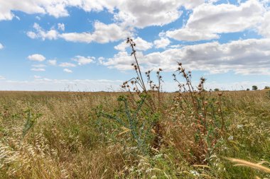 Bronz Çağı 'nın başlarında İsrail' in Golan Tepeleri 'ndeki Rujum Al-Hiri - Gilgal Rephaeem - Rujum Al-Hiri - Rujum Al-Hiri - Rujum Al-Hiri' nin Bronz Çağı 'ndan kalma Megalitik kompleksinin kalıntıları yakınındaki Steppe ve dikenli çalı.