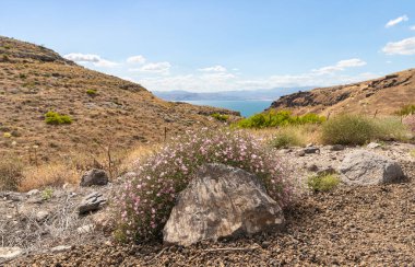 Kuzey İsrail 'deki Golan Tepeleri' nde, Galilee Denizi 'nin zeminine karşı üzerinde pembe çiçekli çalılarla kaplı büyük bir taş bulunmaktadır.