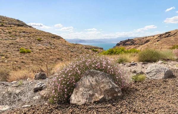ピンク色の花を持つ低木で覆われた大きな石は ガリラヤ湖を背景にイスラエル北部のゴラン高原の丘に位置しています — ストック写真
