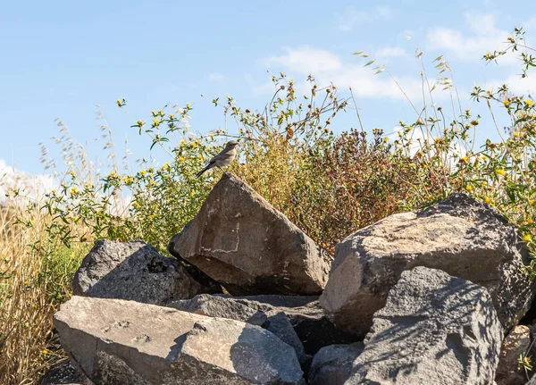 Gorrión Los Árboles Sentado Una Piedra Ruinas Del Griego Ciudad —  Fotos de Stock