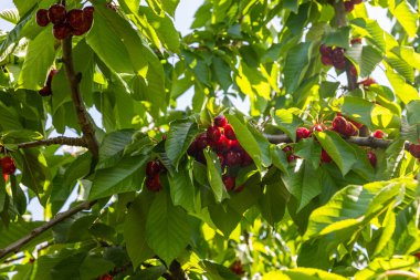 Olgun kirazlı bir dal İsrail 'in kuzeyindeki Golan Tepeleri' nde büyüyen bir ağaçtan sarkıyor.