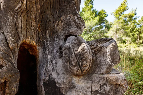 Иерусалим Израиль Июня 2020 Останки Старого Сухого Дерева Жуком Вырезанным — стоковое фото