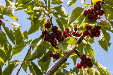 Olgun kirazlı bir dal İsrail 'in kuzeyindeki Golan Tepeleri' nde büyüyen bir ağaçtan sarkıyor.