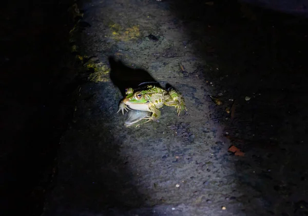 Rivier Amfibische Kikker Zit Nachts Ondiep Water Een Straal Van — Stockfoto