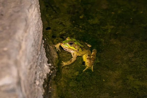 Der Flussamphibienfrosch Sitzt Nachts Flachem Wasser Auf Den Golanhöhen Norden — Stockfoto