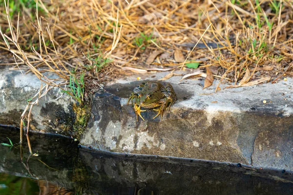 在以色列北部的戈兰高地 两栖动物的河蛙早上坐在河岸上 — 图库照片