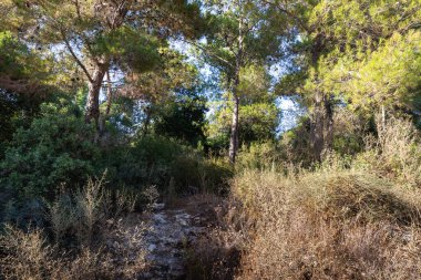 İsrail 'in kuzeyindeki Nesher şehrindeki Nesher Parkı asma köprülerinde ormanın yamaçlarında uzanan bir vadi.