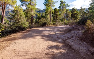 İsrail 'in kuzeyindeki Nesher şehrindeki Nesher Parkı asma köprülerindeki bir ormana giden bir yol.