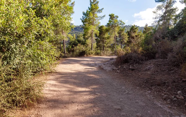 Camino Que Conduce Través Bosque Parque Público Nesher Puentes Colgantes — Foto de Stock