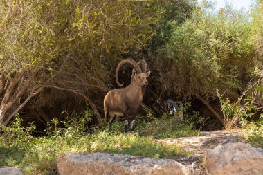 Nubian dağ keçisi - Capra Nubiana - İsrail 'in güneyindeki Judean Çölü' ndeki bir vahada dinleniyor.