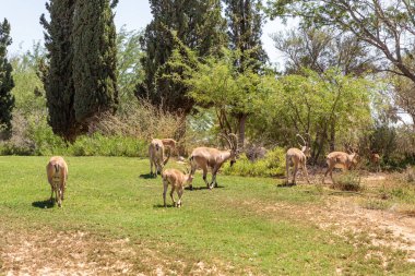 Nubian dağ keçisi - Capra Nubiana - İsrail 'in güneyindeki Judean Çölü' nde bir vahada otluyor.