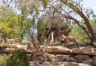 Nubian dağ keçisi - Capra Nubiana - İsrail 'in güneyindeki Judean Çölü' nde bir vahada otluyor.