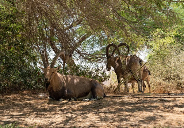 Nubian Ibex Capra Nubiana Resting Shade Trees Oasis Judean Desert — Stock Photo, Image