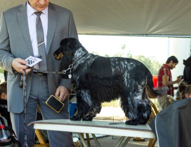 Acre, İsrail, 3 Ocak 2016: Sahibi ile birlikte Kuzey İsrail 'deki Ako şehrinde düzenlenen köpek festivalinde bir köpek yarışması