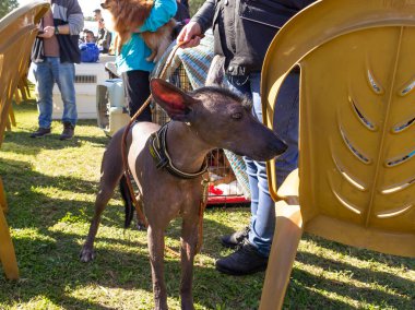 Acre, İsrail, 3 Ocak 2016: Sahibi ile birlikte Kuzey İsrail 'deki Ako şehrinde düzenlenen köpek festivalinde bir köpek yarışması