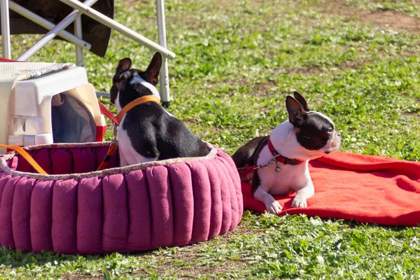 Acre Israel Enero 2016 Dos Bulldogs Franceses Festival Perros Competición — Foto de Stock