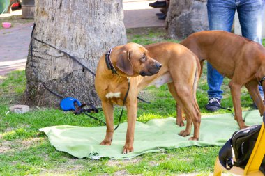 Acre, İsrail, 3 Ocak 2016: Sahibi ile birlikte Kuzey İsrail 'deki Ako şehrinde düzenlenen köpek festivalinde bir köpek yarışması